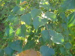 jardin 002.JPG