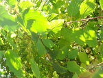 jardin 004.JPG