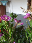 Les fleurs en épi