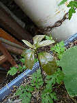 P1010325.JPG