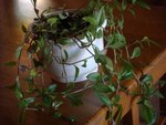 voici la première plante a identifier