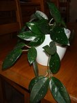 et voici la deuxième plante a identifier