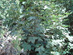 PICT5385.JPG