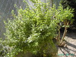PICT5392.JPG
