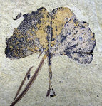 Ginkgo biloba.jpg