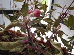 Fuchsia malade.jpg