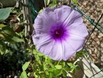 Ipomée vivace,toute jeune et en fleur