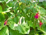 Fuchsia 'genii'