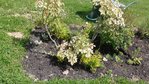 voici ma malade! avant peu aprés la plantation