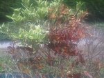 IMG00324-20120727-1636.jpg