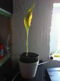 mini_173052IMG0386.jpg