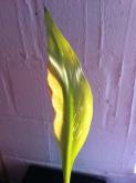 mini_422815IMG0387.jpg