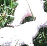IMG_0425.JPG