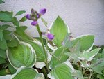 Hosta et ipomée