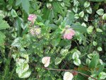 hellebores x.jpg