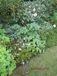 fleurs en folie x.jpg