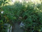forêt de tomates.jpg