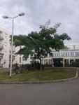 arbre redi 1.1.JPG