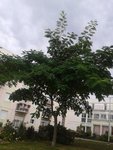 arbre redi 2.JPG