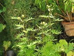 voici la plante, je cherche son nom<br />merci de m'aider