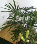nom de cette belle plante?