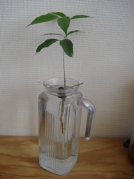 voici mon joli petit litchi  :) Je l'ai mis a germé mi mai et maintenant il est comme ça.