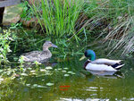 Mare 052012-06 DS.jpg