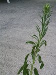 Photo04.jpg
