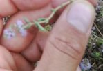 PLante bleu 2.jpg