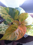 Formes de feuilles
