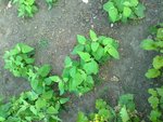 Photo0339.jpg