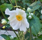Anemone