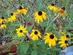 Rudbeckias et boutures de sauge bleue derrière .