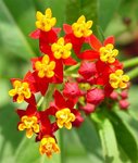 milkweed02 (Small).jpg