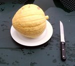 courge marocaine.jpg