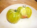 tomates 08-2012 n° 2.jpg