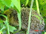 DSC01021.JPG