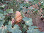 IMG_2205.JPG