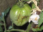 IMG_2227.JPG