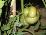 IMG_2229.JPG