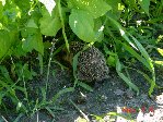 DSC01020.JPG