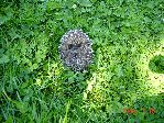 DSC01017.JPG