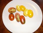 tomates 08-2012 n° 11 & 12.jpg