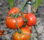 orange russian 117.JPG