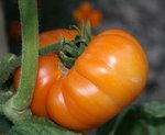 pondérosa golden.JPG