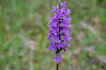 Dactylorhiza sp.jpg