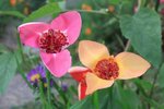fleurs nicole.jpg