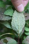 Spirae japonica_3.jpg