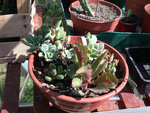DSCN4059 web.jpg