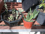 DSCN4067 web.jpg
